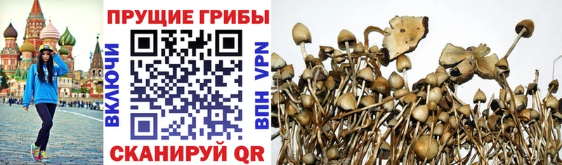 Псилоцибиновые грибы MAGIC MUSHROOMS  Купить закладки  Кяхта 